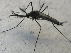Aedes koreicus