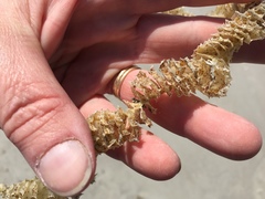 Sinistrofulgur sinistrum