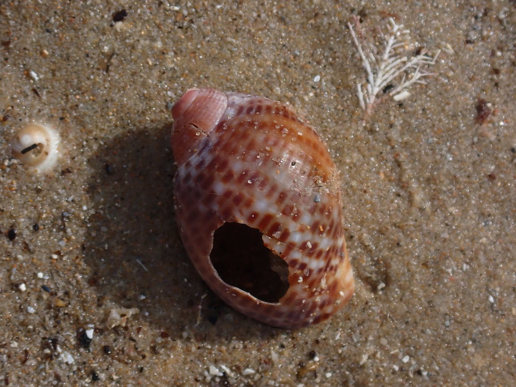 Partridge Tun Snail from Minnie Water NSW 2462, Australia on November ...