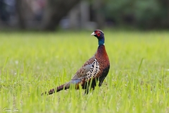 Phasianus colchicus formosanus