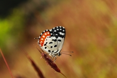 Talicada nyseus nyseus