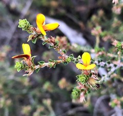 Pultenaea densifolia