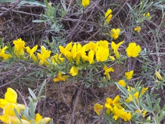 Chamaecytisus borysthenicus