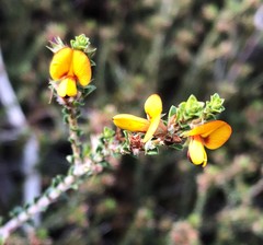 Pultenaea densifolia