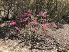 Melaleuca wilsonii