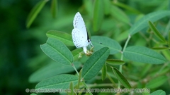 Celastrina argiolus