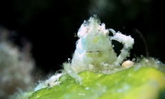 Simocarcinus simplex