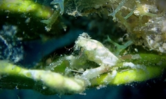 Simocarcinus simplex