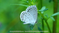 Celastrina argiolus