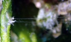 Vallicula multiformis