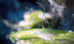 Vallicula multiformis