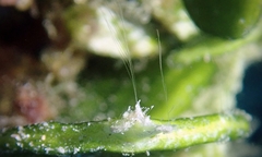 Vallicula multiformis