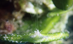 Vallicula multiformis