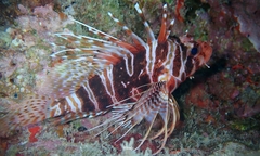 Pterois sphex