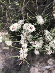 Hakea mitchellii