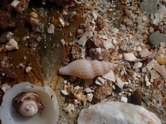 Guraleus tasmanicus
