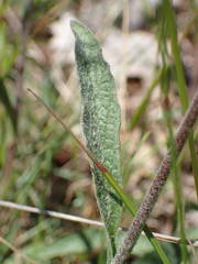 Pentanema montanum