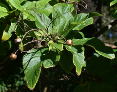 Cordia superba