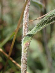 Pentanema montanum