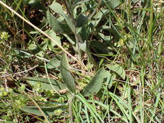 Pentanema montanum