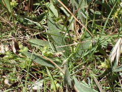 Pentanema montanum