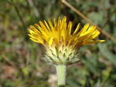 Pentanema montanum