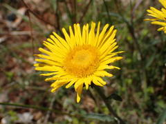 Pentanema montanum