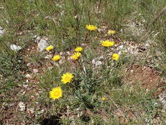 Pentanema montanum