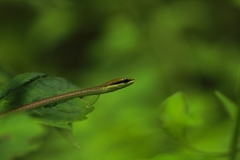Dendrelaphis girii