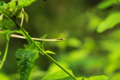 Dendrelaphis girii
