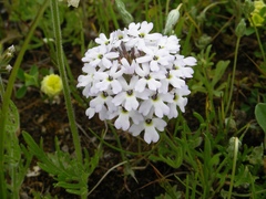 Glandularia laciniata