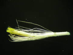 Pentanema montanum