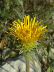Pentanema montanum