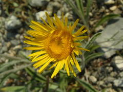 Pentanema montanum