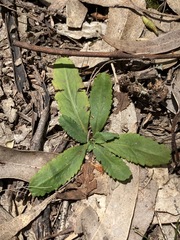 Solenogyne dominii
