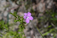 Coopernookia barbata