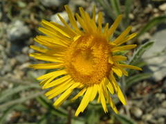 Pentanema montanum