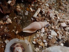 Guraleus tasmanicus