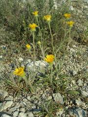 Pentanema montanum