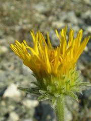 Pentanema montanum