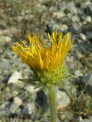 Pentanema montanum