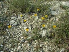 Pentanema montanum