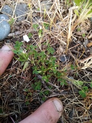 Trifolium ornithopodioides