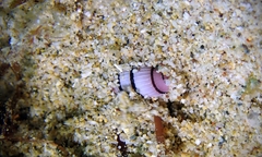 Myurella pygmaea
