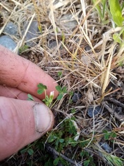 Trifolium ornithopodioides
