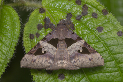 Avatha bubo