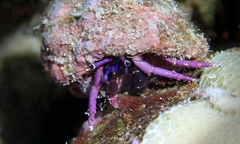 Calcinus haigae