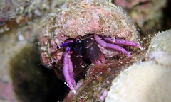 Calcinus haigae