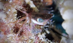 Thalamitoides quadridens