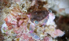 Thalamitoides quadridens